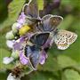 Silver-studded Blue