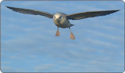 Northern Fulmar (Fulmarus glacialis)