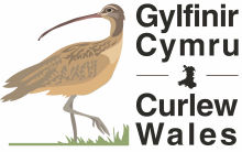 Curlew