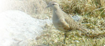 Dotterel (Charadrius morinellus)