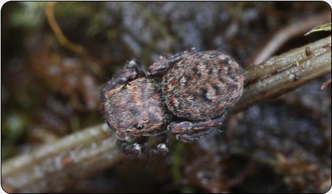 Jumping Spider (Sitticus caricis)