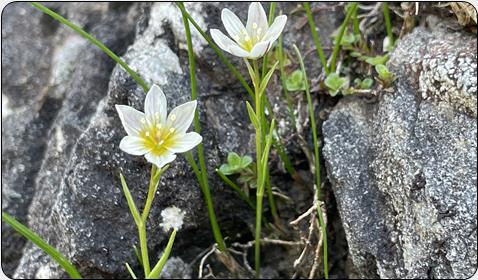 Snowdon Lily (Gagea serotina)