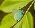 Green Hairstreak