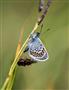 Silver-studded Blue