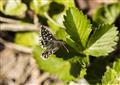 Grizzled Skipper