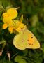 Clouded yellow