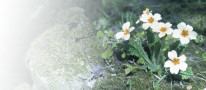 Primrose (Primula vulgaris)