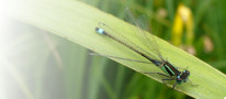 Blue-tailed Damselfly (Ischnura elegans)