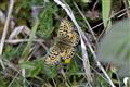 Pearl-bordered Fritillary