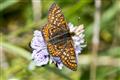 Marsh Fritillary