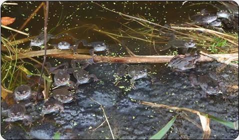 Common Frog (Rana temporaria)