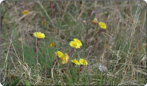 Colt's Foot (Tussilago farfara)