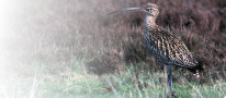 Curlew (Numenius arquata)