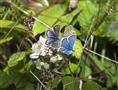 Silver-studded Blue