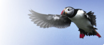 Puffin (Fratercula arctica)