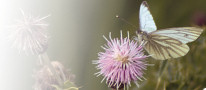 Gwyn Gwythiennau Gwyrddion (Pieris napi)