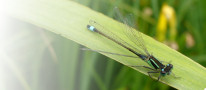 Mursen Las (Ischnura elegans)