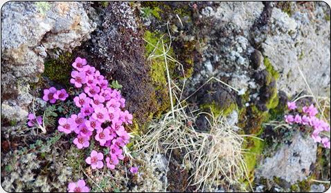 Purple Saxifrage (Saxifraga oppositifolia)