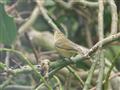 Chiffchaff/Siff-siaff