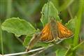 Large Skipper