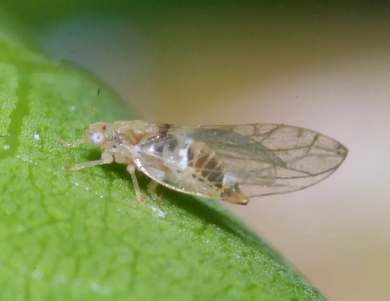Jumping Plant Lice (Psyllids) Workshop - Cofnod