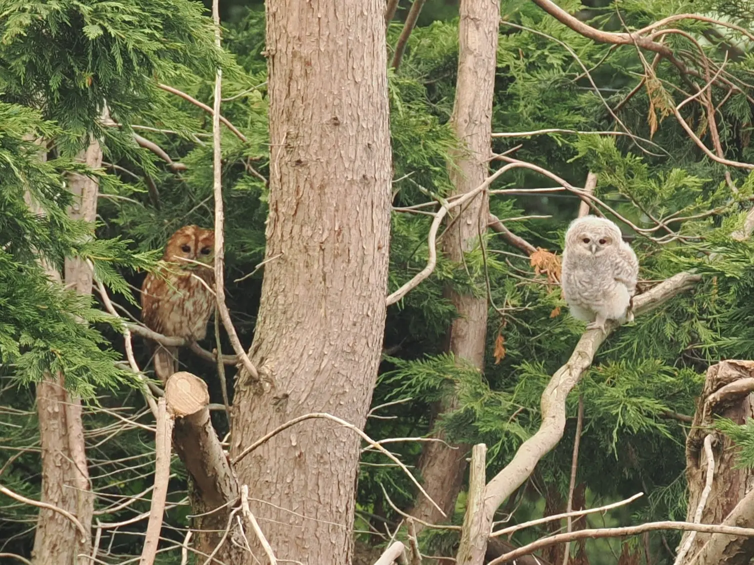 Adult tawny owl with juvenile against a tree