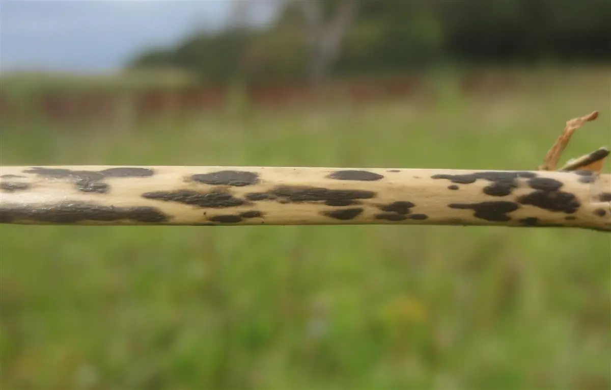 Species Focus - Bracken Map (Rhopographus filicinus) - Cofnod