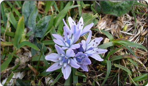 Spring Squill (Scilla verna)