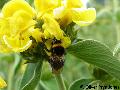 Bombus hortorum